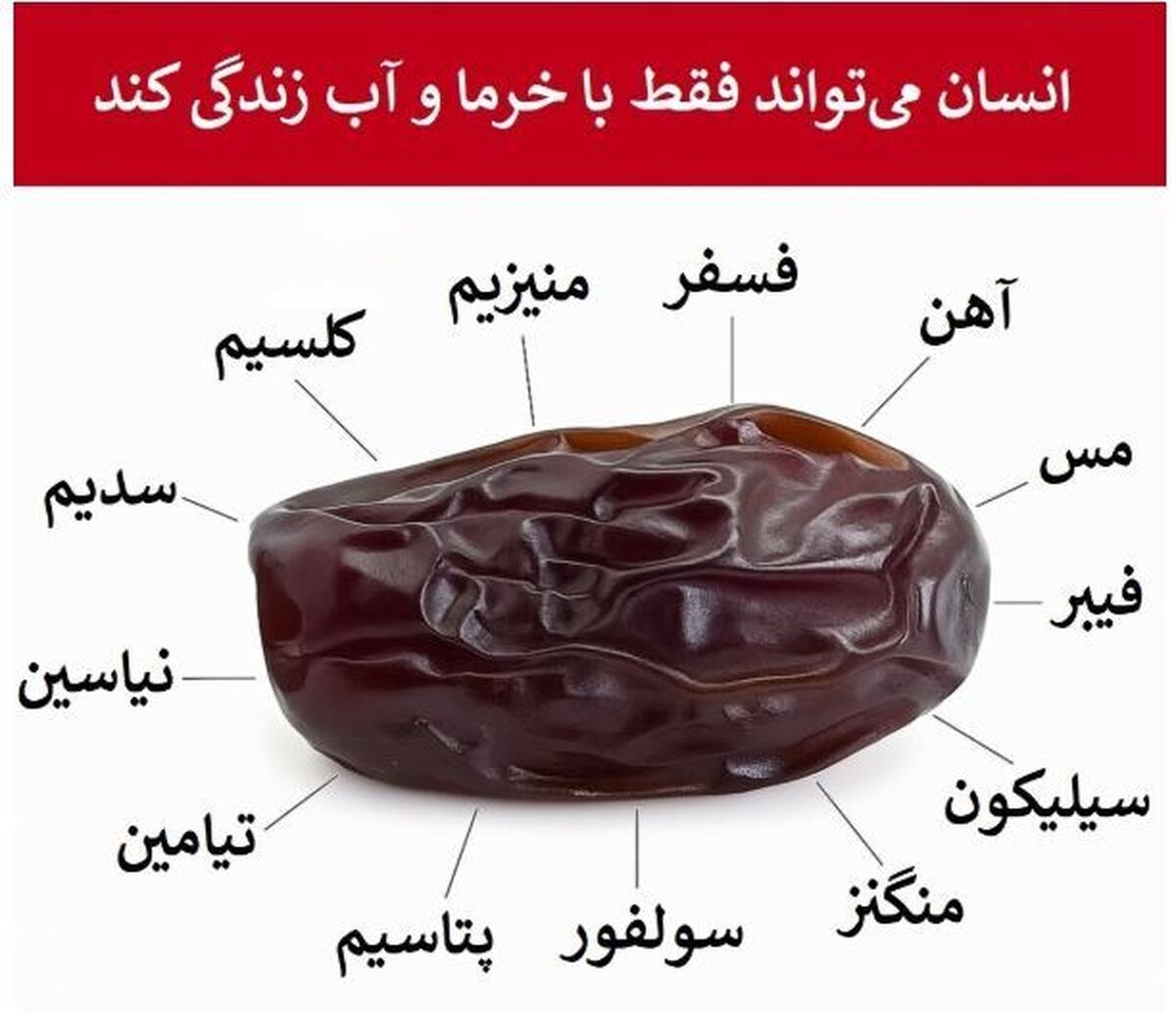 ترکیب «خرما و آب» کامل‌ترین غذای دنیا و یک منبع بی پایان انرژی