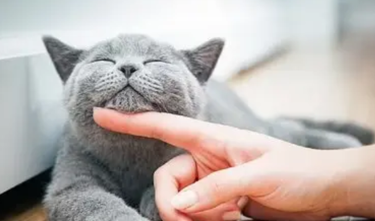چگونه میتوان با گربه‌ها ارتباط گرفت؟