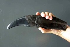 پرده از وقایع اقلیمی میلیون ساله برداشته شد!