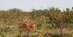 سیستان و بلوچستان؛ قطب نوظهور طلای سبز کشور