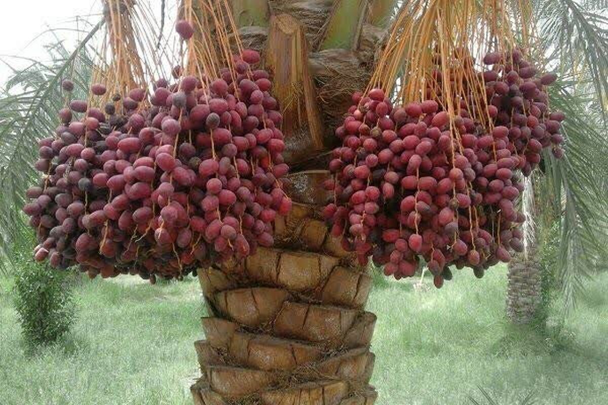 افزایش ۱۰ درصدی برداشت خرما از نحلستان‌های بافق