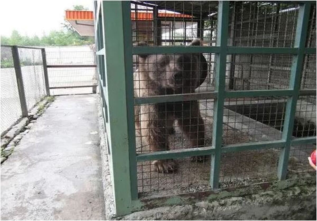 مجوز باغ وحش بابلسر به دلیل رتبه «خیلی ضعیف» به حالت تعلیق در آمد