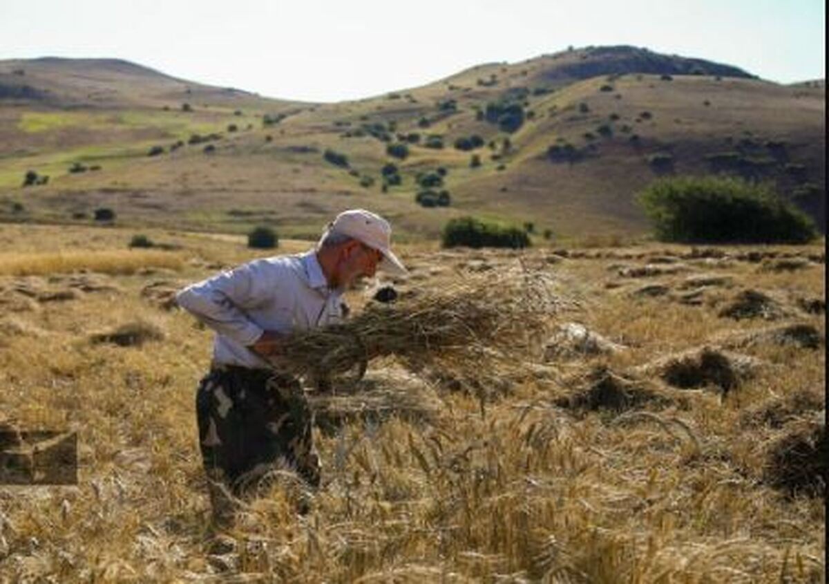 پرداخت مطالبات گندم‌کاران از ۱۵۰ همت گذشت