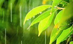 کشف جدید پژوهشگران برای وجود مقادیر زیادی ریز پلاستیک در خاک جنگل