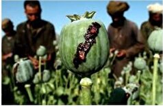 کشتو برداشت خشخاش آزاد شد؟