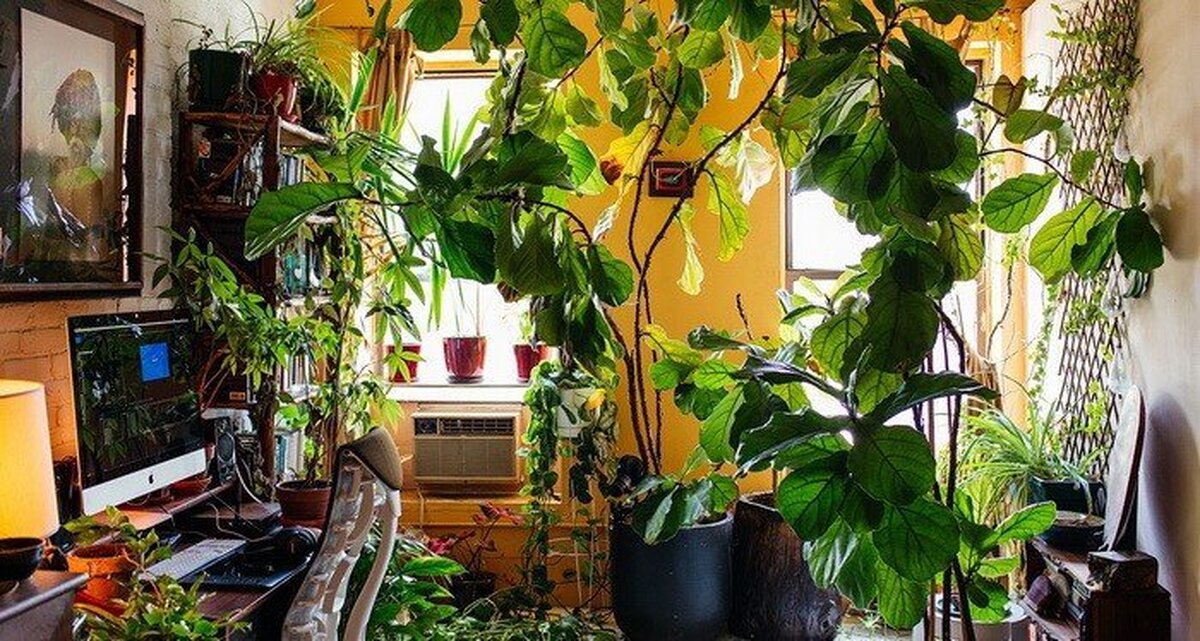 شاداب نگه داشتن گیاهان آپارتمانی با تغییر فصل
