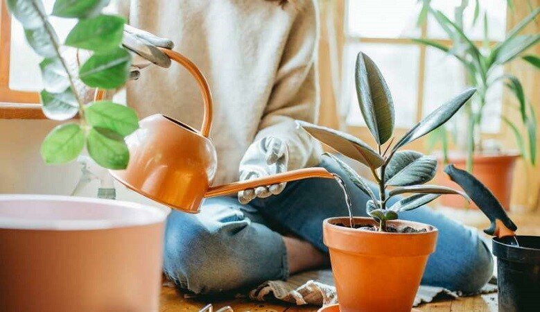 شاداب نگه داشتن گیاهان آپارتمانی با تغییر فصل