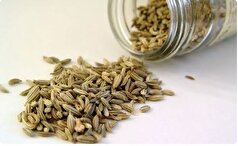 زیره؛ دانه‌ای کوچک با فوایدی بیشمار