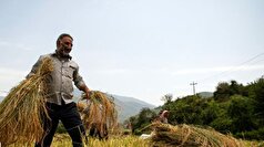 آغاز برداشت برنج از شالیزار‌های شهرستان کلات