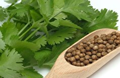«دکتر سبز» روی میز شما: نکات مهم برای خوردن گشنیز