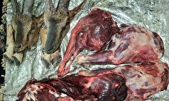 کشف لاشه ۲ رأس کل وحشی در منطقه حفاظت‌شده بدر و پریشان قروه