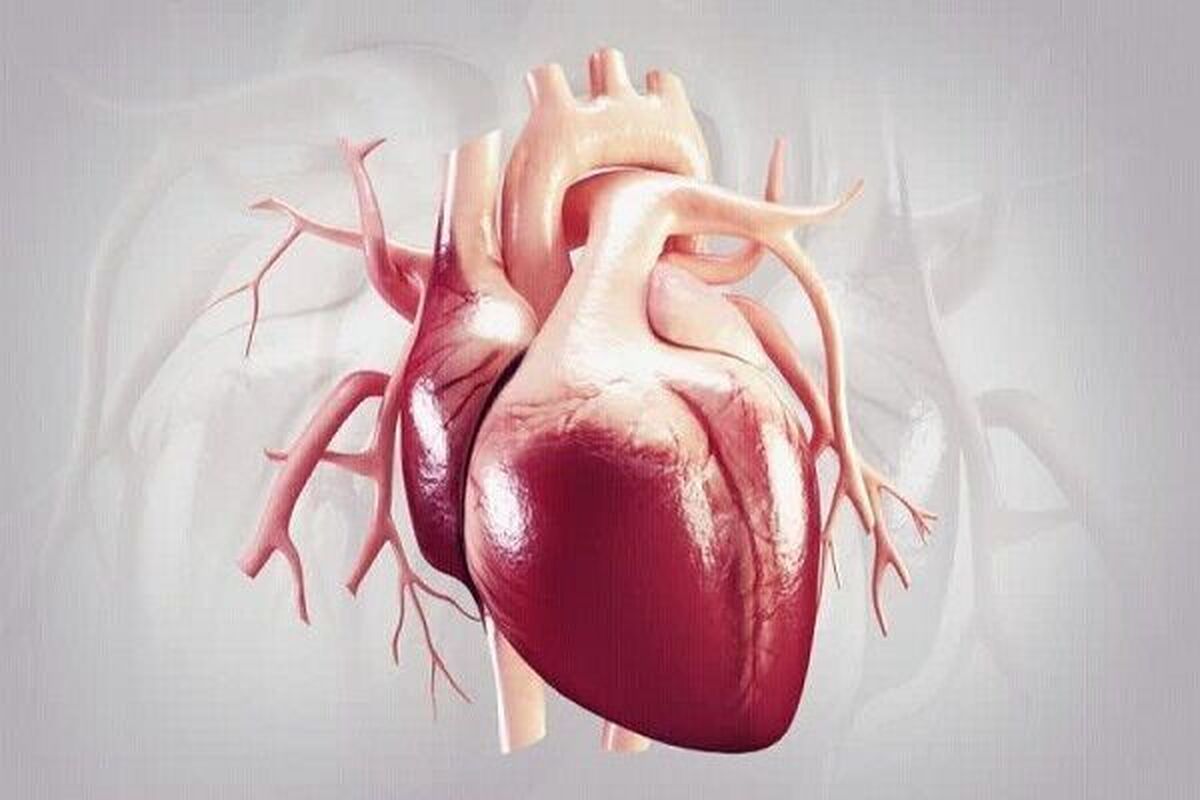 چربی‌های پنهان اطراف اندام‌های داخلی بر قلب هم تاثیر دارند!