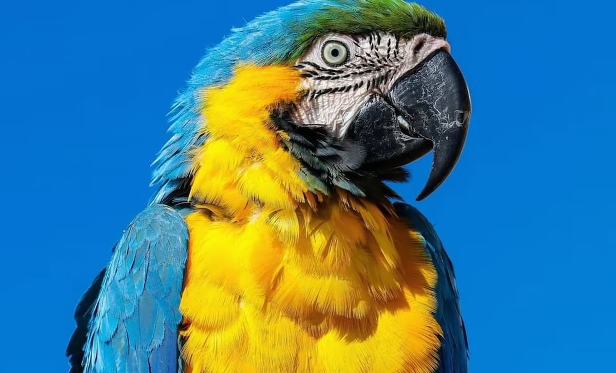 سازگاری و ارتباط اجتماعی طوطی ها با انسان ها