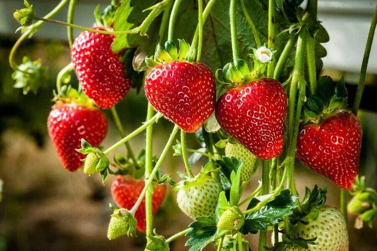 توت فرنگی، کلم بروکلی و انار می‌توانند طول عمر را افزایش دهند