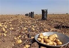 پیک تولید سیب‌زمینی را مدیریت می‌کنیم