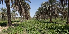 ۴۰ هزار هکتار زمین قابل کشت در خرمشهر قرار دارد
