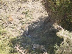 دو قلاده پلنگ فیروزکوه شکار دوربین‌ها شدند