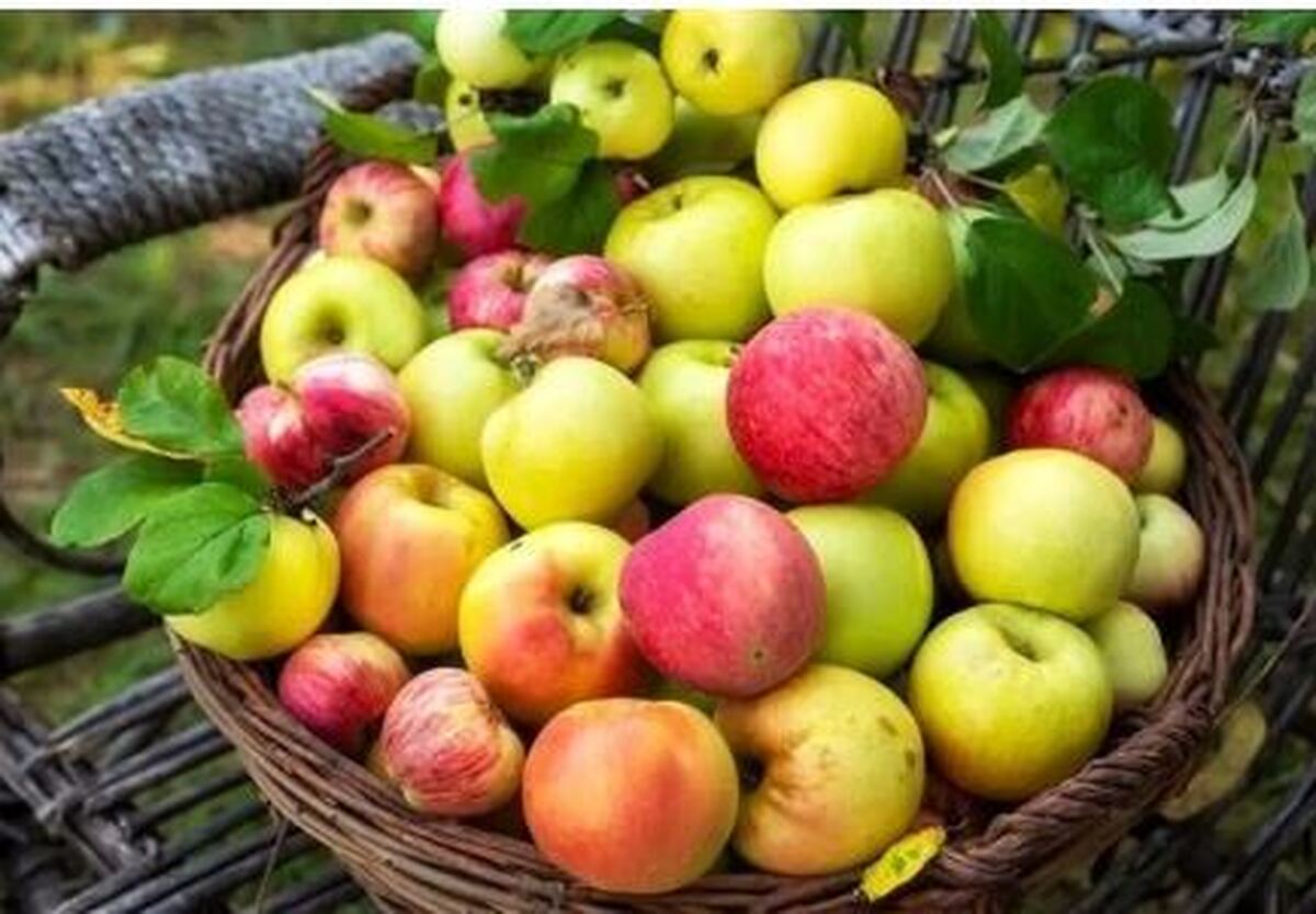 آیا واقعا خوردن یک سیب در روز ما را از مراجعه به پزشک بی نیاز می‌کند؟