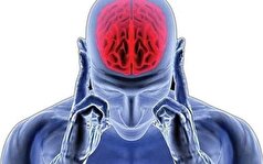 با افزایش سن حجم مغز کاهش می‌یابد!