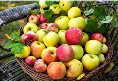 آیا واقعا خوردن یک سیب در روز ما را از مراجعه به پزشک بی نیاز می‌کند؟