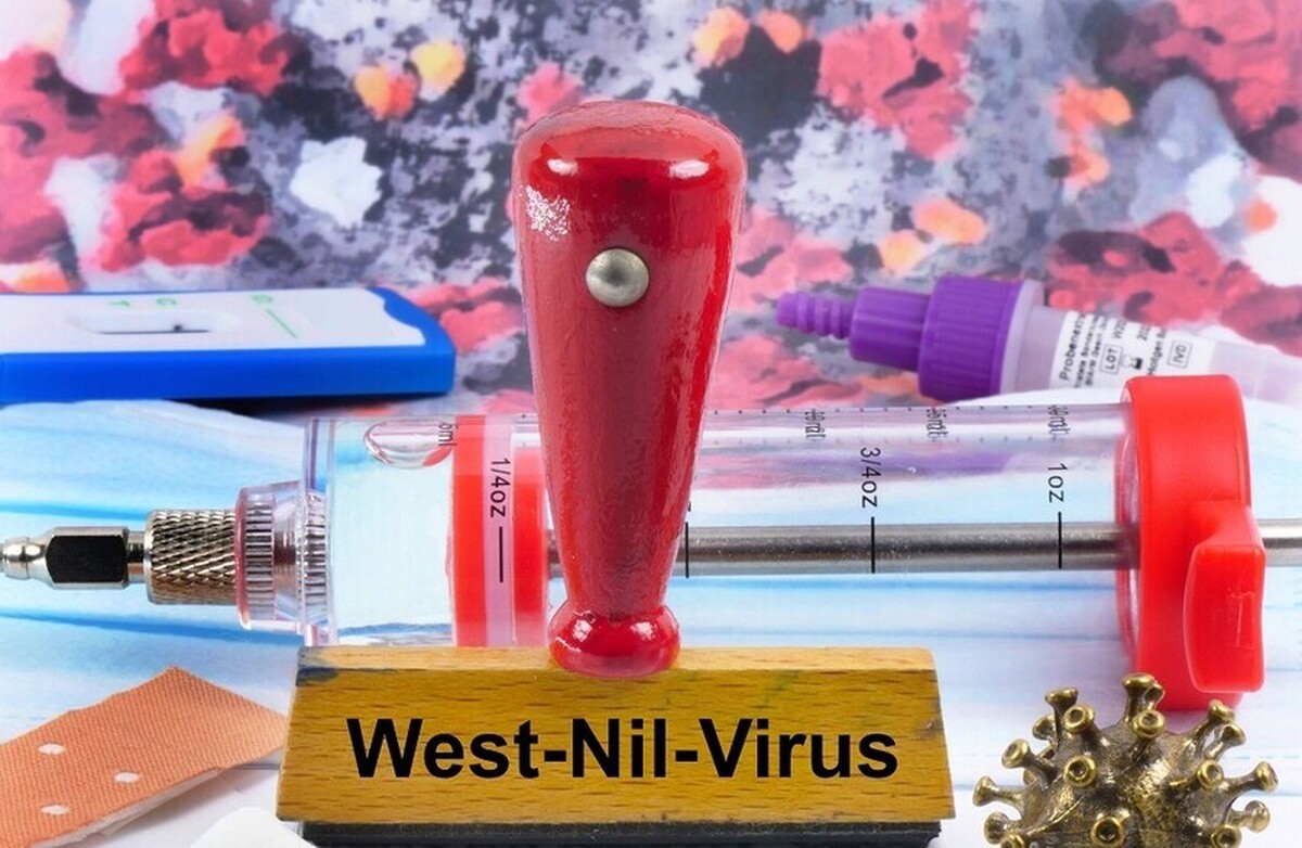 موارد ابتلا به ویروس نیل غربی در ایالات متحده امسال ۴۰ درصد افزایش یافته است