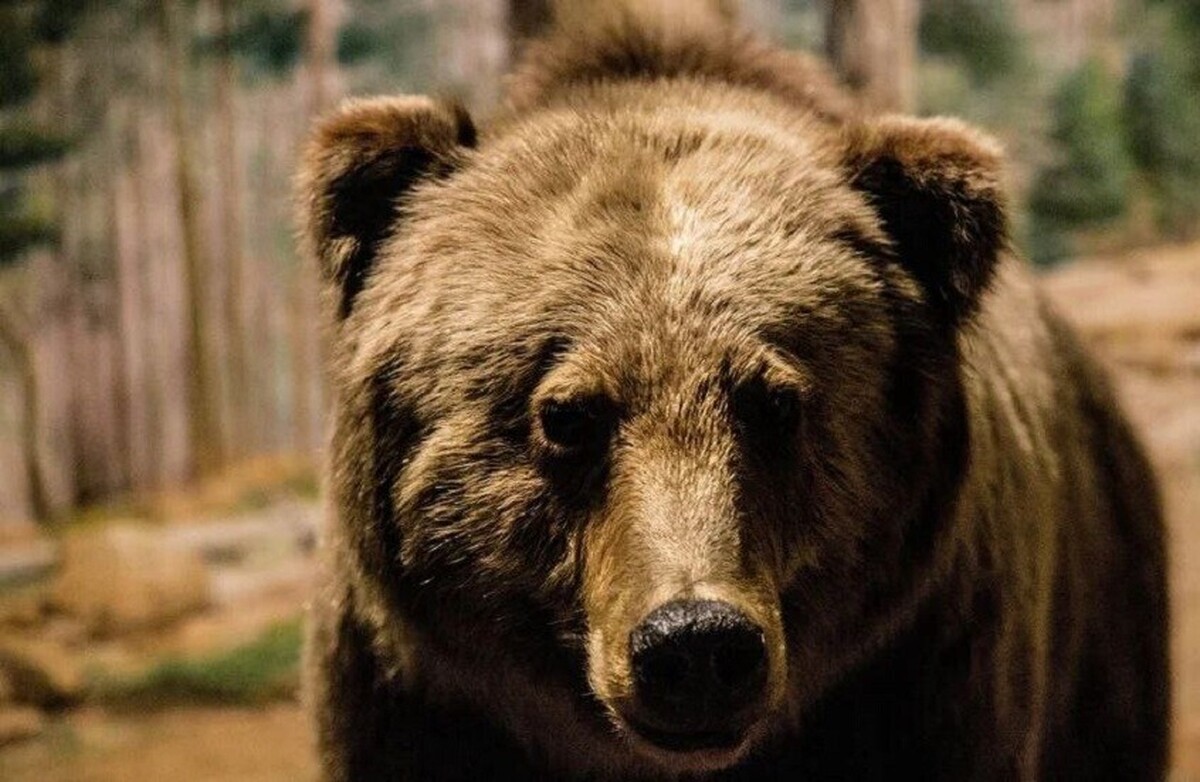 صربستان: جمجمه خرسی که در نمایش‌های گلادیاتور‌ها در روم باستان استفاده می‌شده، پیدا شد