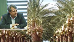 سیستان و بلوچستان با ۷۵ هزار هکتار نخلستان، پیشتاز در تولید خرمای کشور
