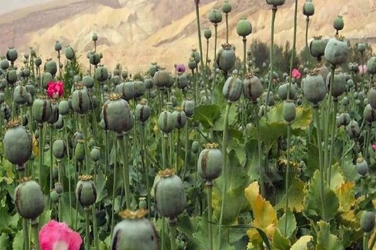 پیدا و پنهان کشت خشخاش برای تولید دارو‌های حیاتی