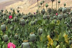 پیدا و پنهان کشت خشخاش برای تولید دارو‌های حیاتی