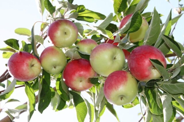 سیب گلاب؛ میوه تابستانی کوچک با خواصی باور نکردنی