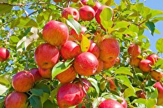 سیب گلاب؛ میوه تابستانی کوچک با خواصی باور نکردنی