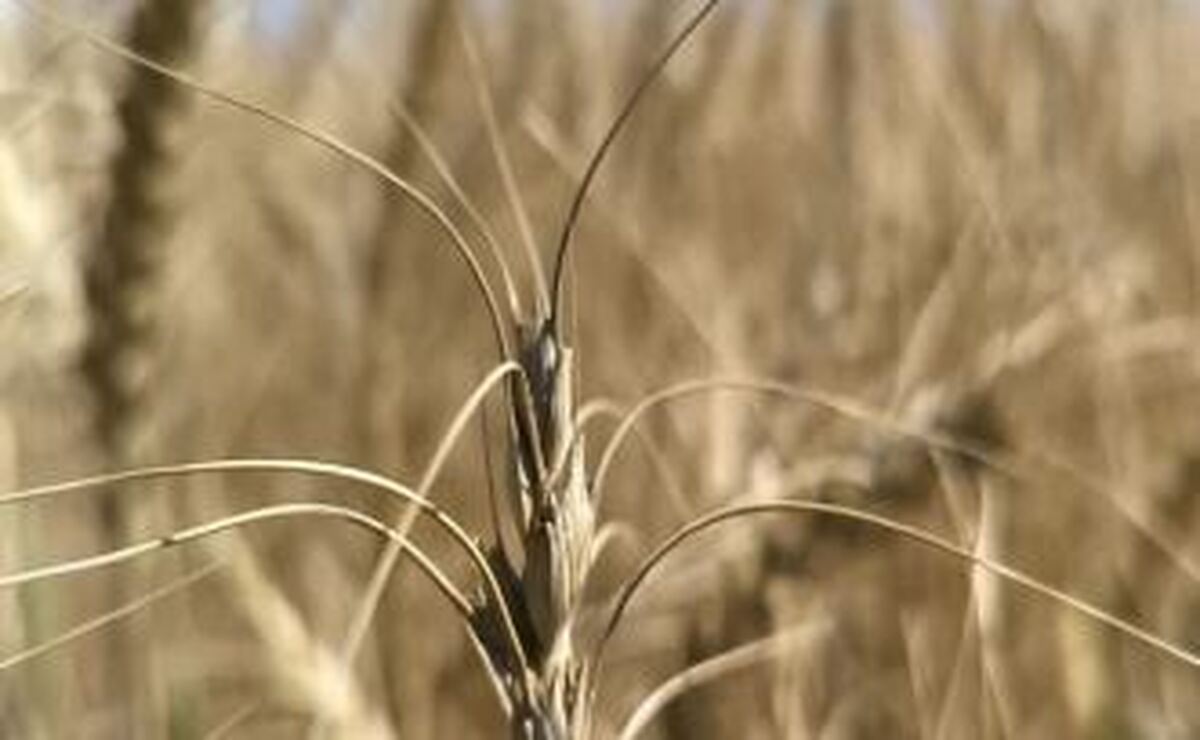 توسعه کشاورزی کرمانشاه با هدف تولید ۶ میلیون تن محصول‌