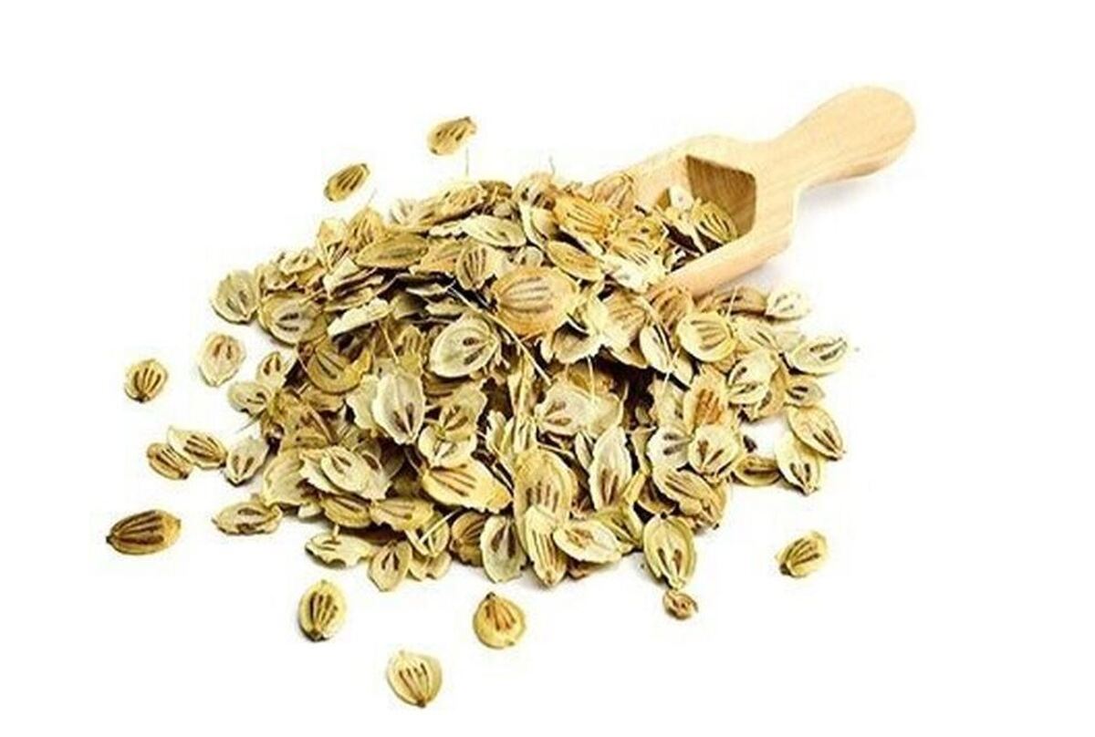به کمک این گیاه عملکرد حافظه تان را بهبود ببخشید