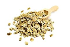 به کمک این گیاه عملکرد حافظه تان را بهبود ببخشید