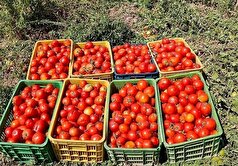 مطالبات گوجه‌کاران گلستانی تسویه شد