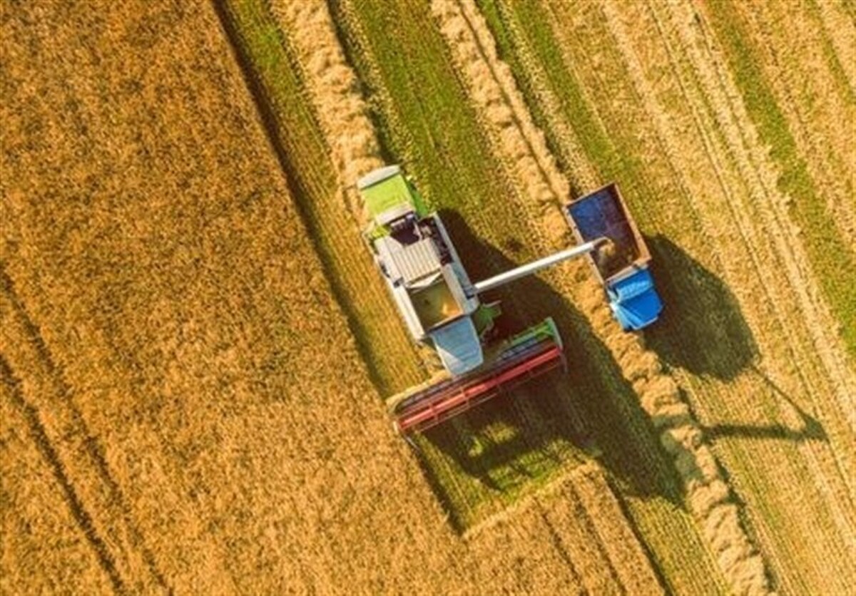 عدم توافق درباره نرخ خرید تضمینی گندم/ اختلاف قیمت ۱۰ هزار تومان