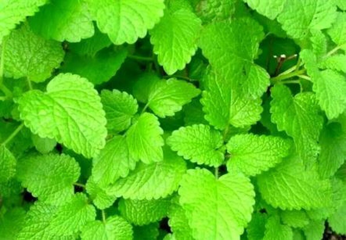 کشفیات جدید درباره نقش عصاره گیاهان وج و بادرنجبویه در درمان آلزایمر