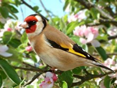 رهاسازی ۵ قطعه طرقه در شهرستان بروجرد