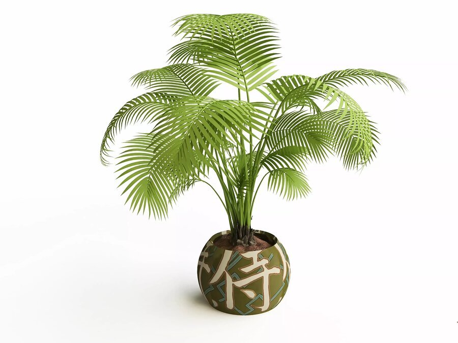 ۸ گیاه آپارتمانی که نگه داری از آنها شما را ثروتمند میکند! ۸ گیاه آپارتمانی که نگه داری از آنها شما را ثروتمند میکند!