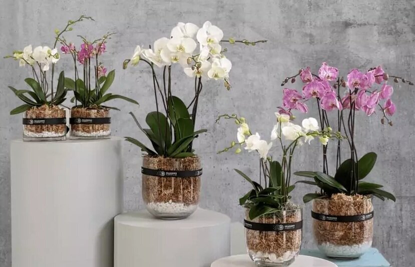 ۸ گیاه آپارتمانی که نگه داری از آنها شما را ثروتمند میکند! ۸ گیاه آپارتمانی که نگه داری از آنها شما را ثروتمند میکند!