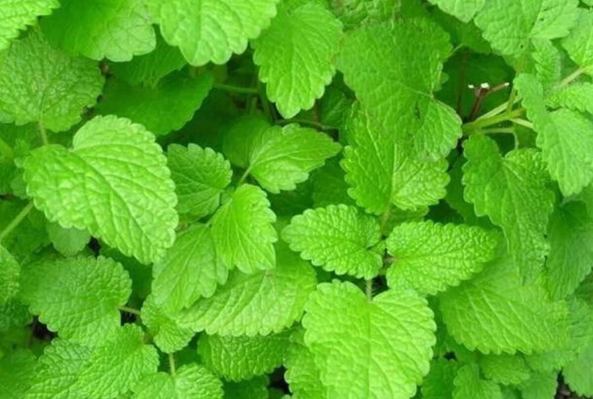 به کمک این گیاه فوق العاده آلزایمر را درمان کنید