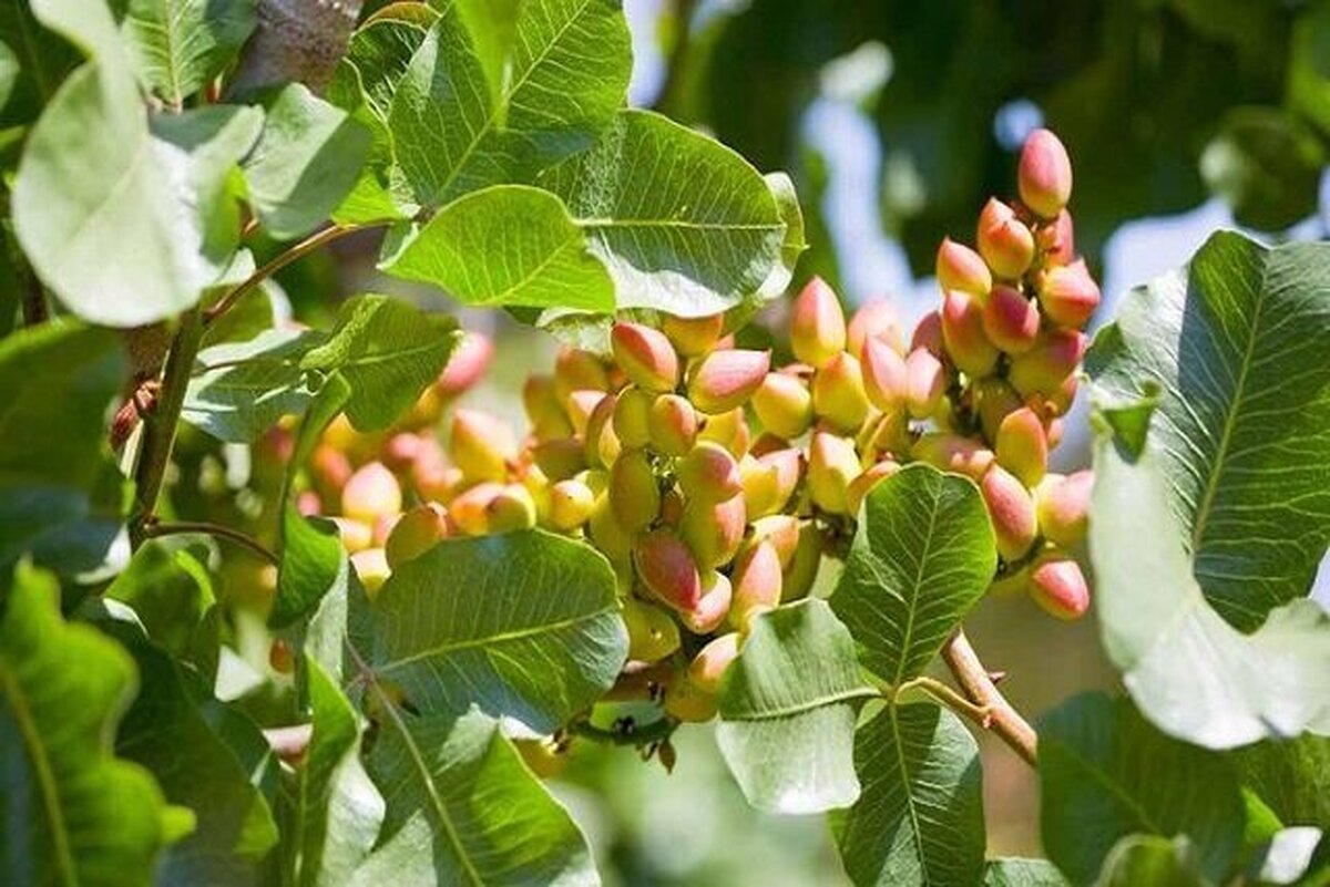 تأکید بر توسعه صنایع تبدیلی، افزایش صادرات پسته و خودکفایی در تولید موز