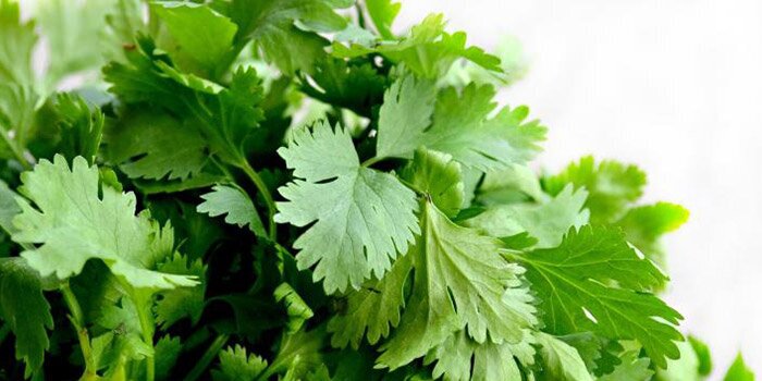 دو روش ساده برای کاشت جعفری در گلدان دو روش ساده برای کاشت جعفری در گلدان