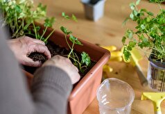 دو روش ساده برای کاشت جعفری در گلدان