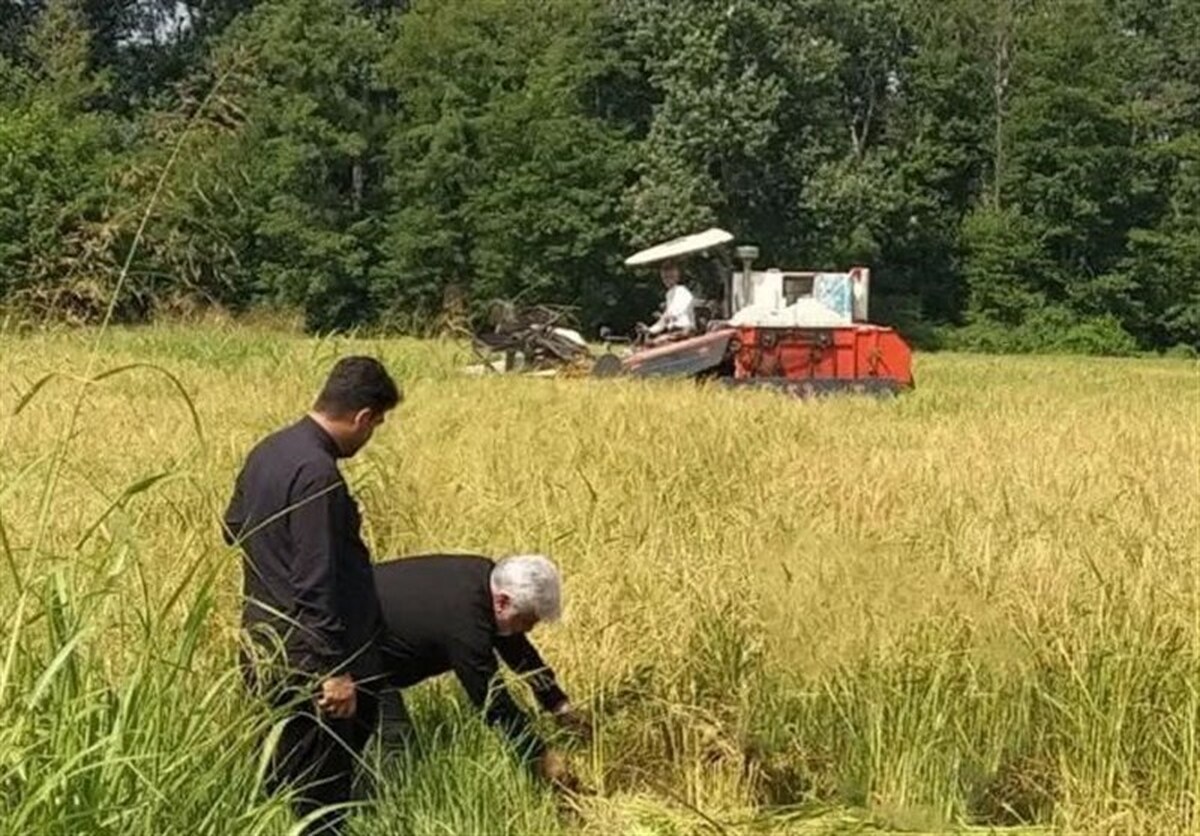 پیش‌بینی برداشت ۲۳۴۰ تن برنج در سوادکوه