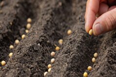 تولید ۴۳ بذر مقاوم به شوری