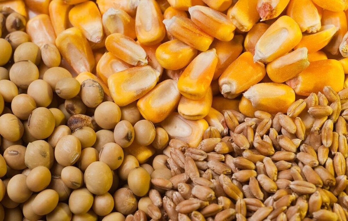 کاهش خرید توافقی نهاده‌های دامی تا ۳۰ درصد