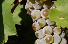 علیرغم فواید انگور، یک متخصص فاش می‌کند که چه زمانی انگور به یک خطر برای سلامتی تبدیل می‌شود