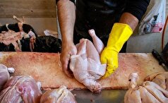 قیمت مرغ با کاهش گرمای هوا متعادل می‌شود