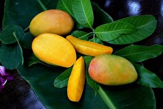 انبه سلطان میوه‌ها با خواص بیشمار/از تقویت حافظه تا کمک به کنترل وزن